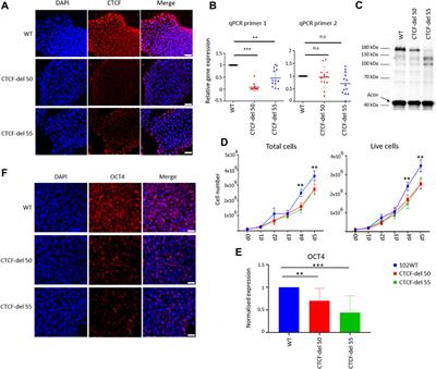 CTCF deletion alters the pluripotency and DNA methylation profile of human iPSCs